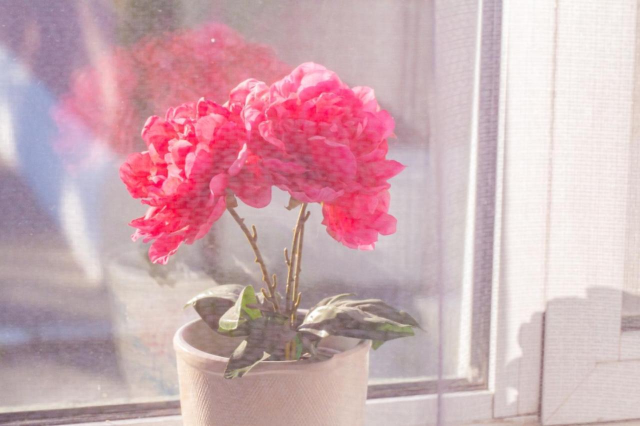 בוקרשט Green House מראה חיצוני תמונה
